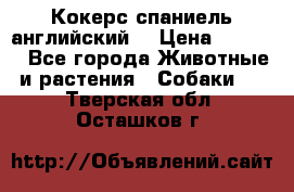 Кокерс спаниель английский  › Цена ­ 4 500 - Все города Животные и растения » Собаки   . Тверская обл.,Осташков г.